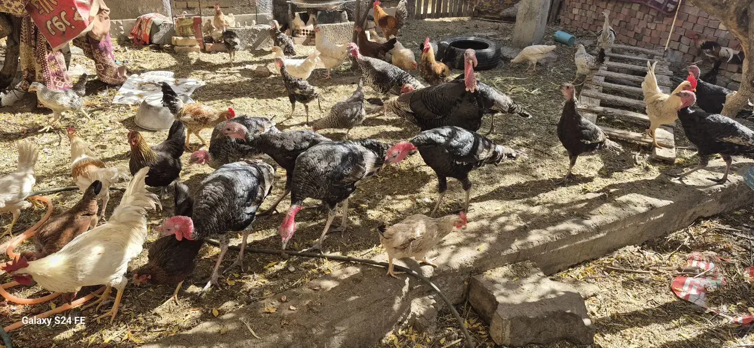 بوقلمون فروشی|حیوانات مزرعه|اسفندقه, |دیوار