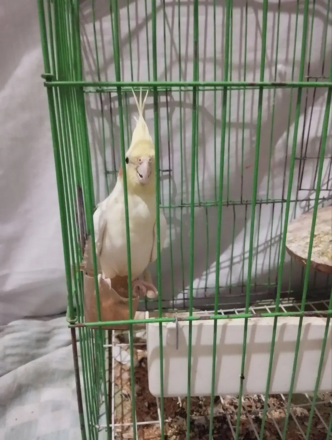 عروس هلندی نر|پرنده|الوند, |دیوار