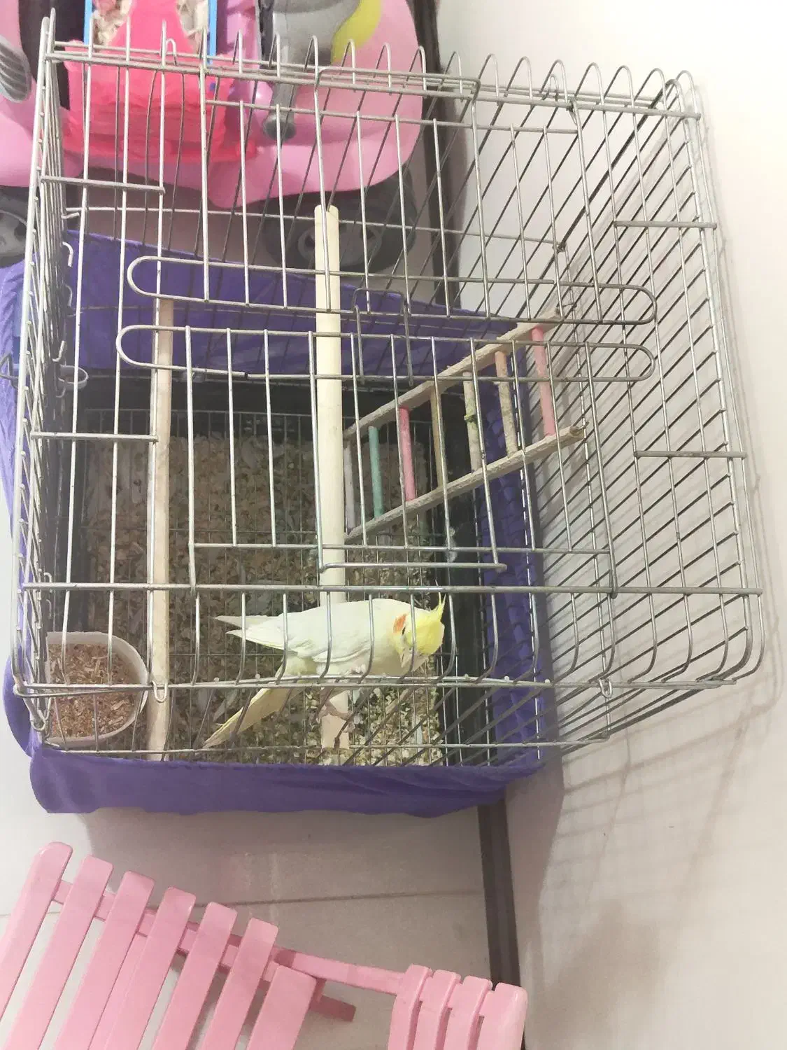 عروس هلندی ماده|پرنده|فردیس, منظریه|دیوار