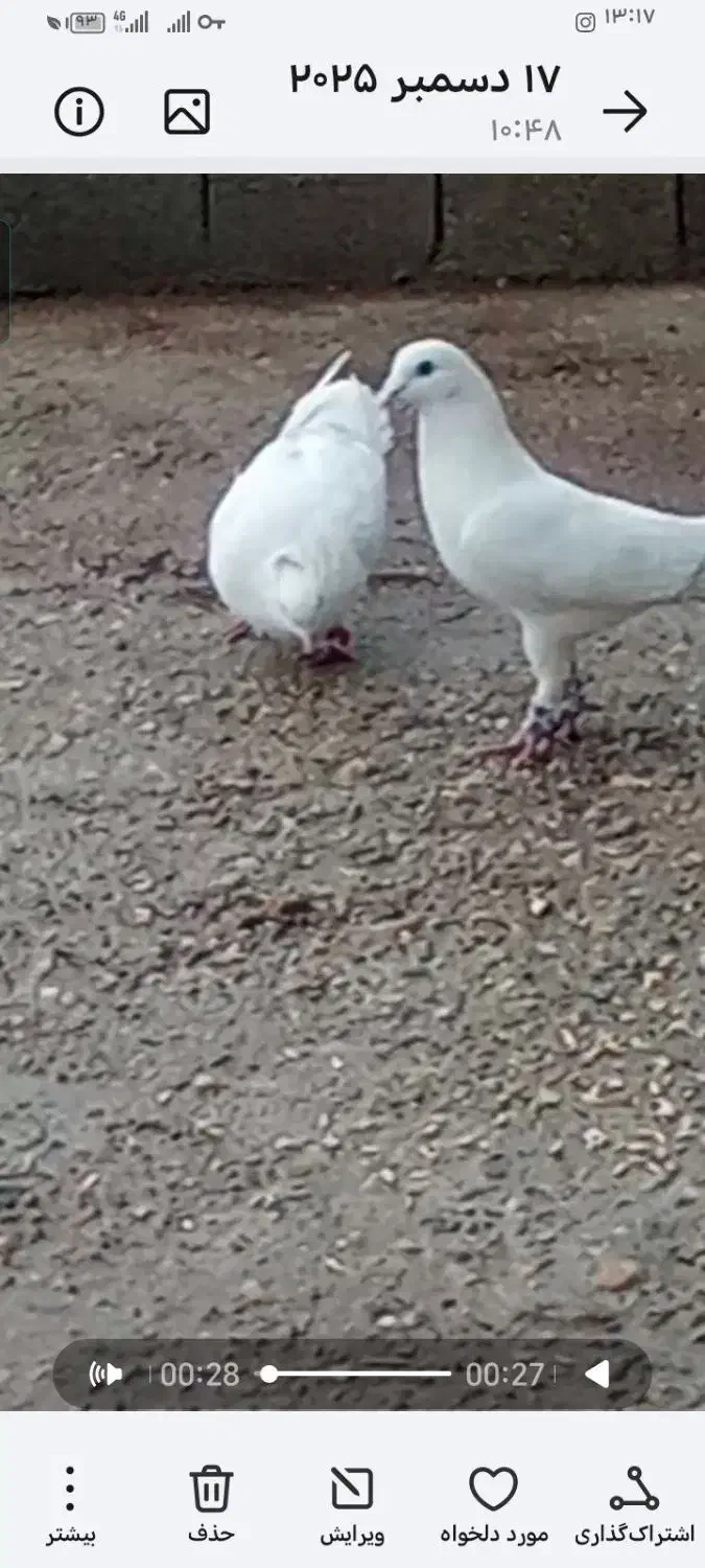 کبوتر|پرنده|یاسوج, |دیوار