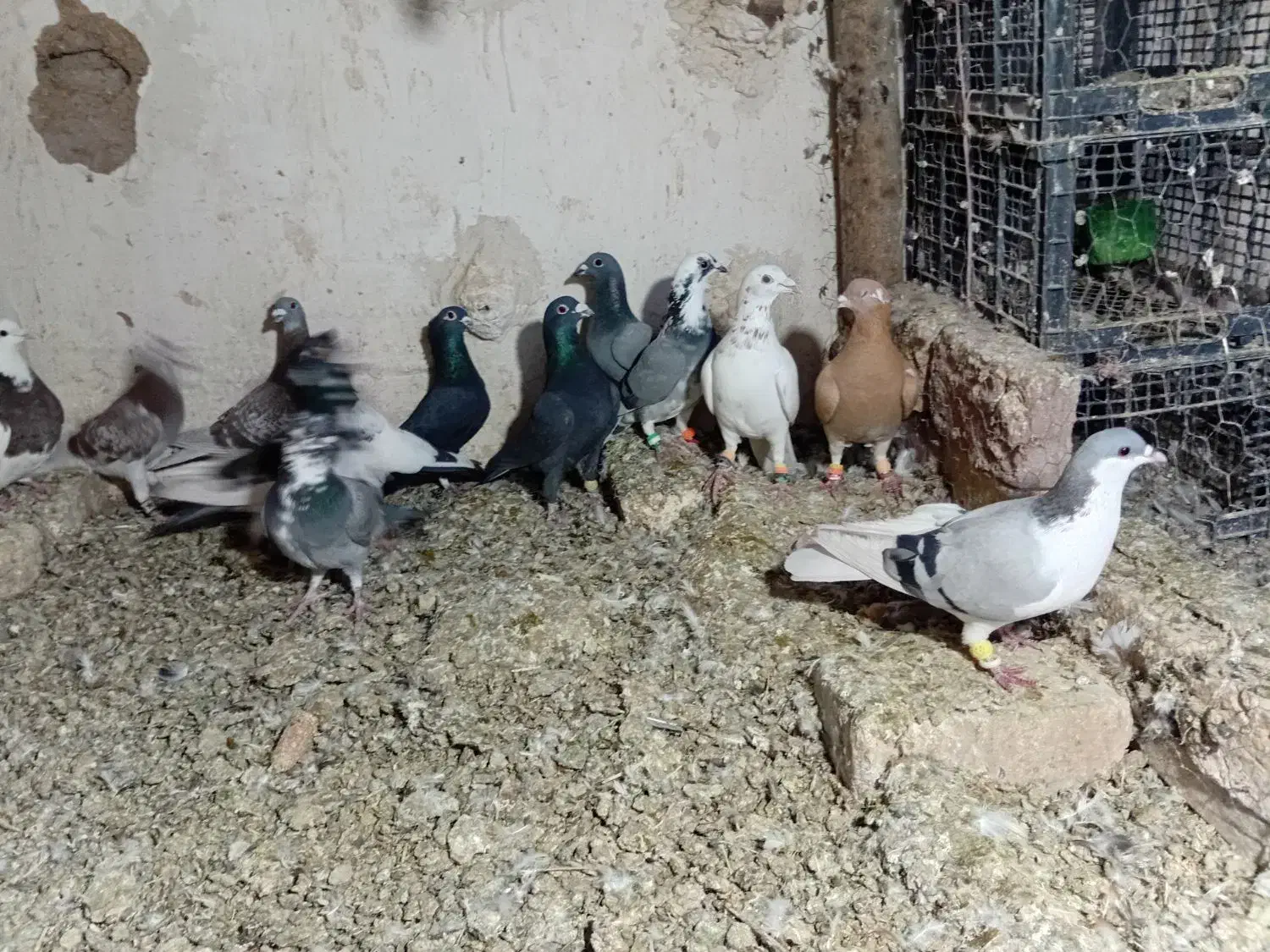 کفتر پرشی|پرنده|اسفرورین, |دیوار