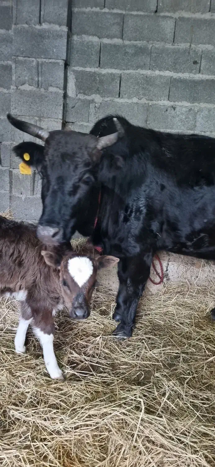 گاو چالوسی|حیوانات مزرعه|رشت, لاکان شهر|دیوار