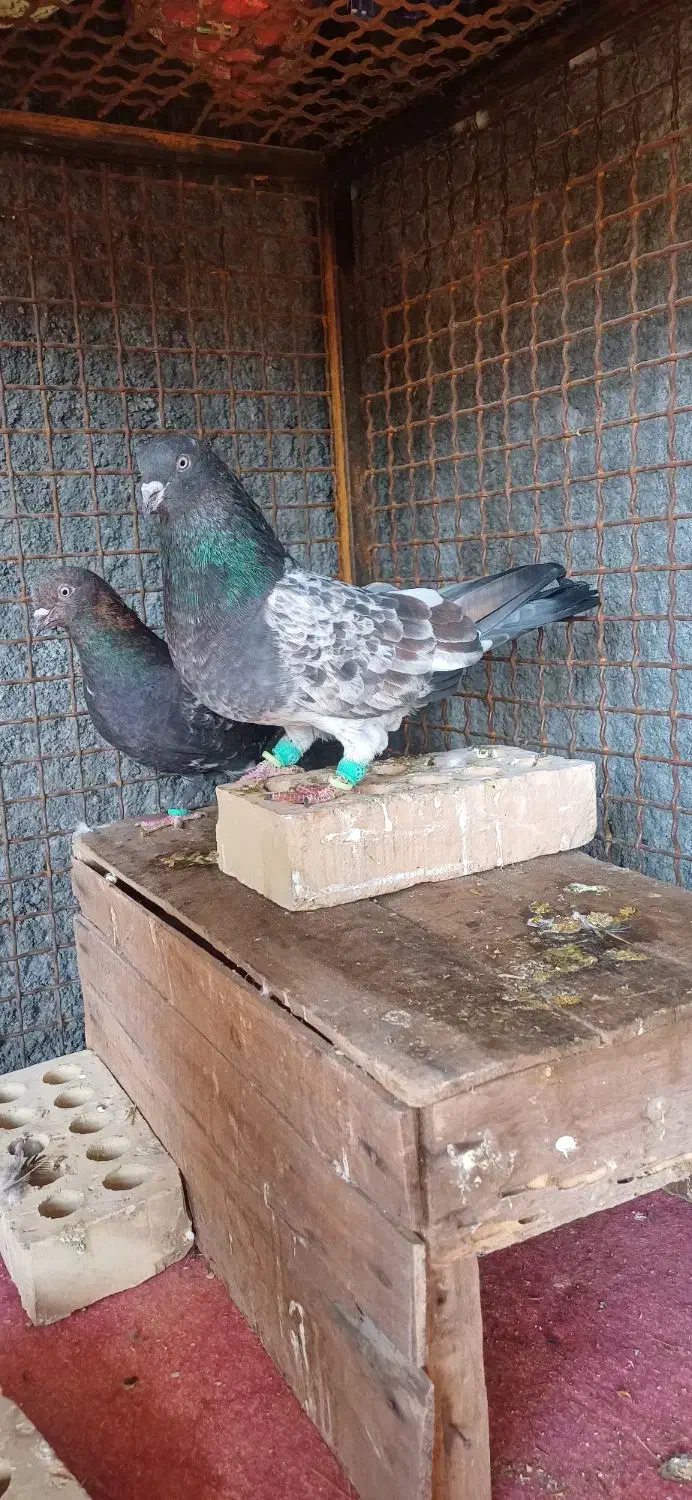 جفت تاپ درجه یک|پرنده|دزفول, |دیوار