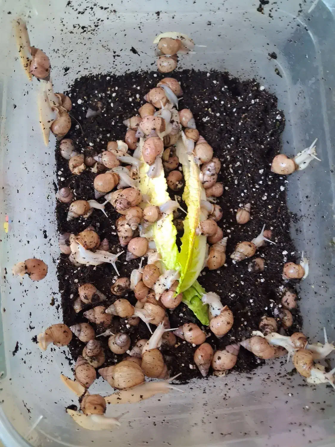 حلزون|خزنده|تهران, ترمینال غرب|دیوار