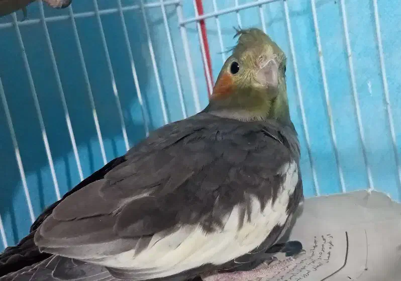 عروس هلندی دستی سخنگو|پرنده|تربت جام, مسکن مهر|دیوار