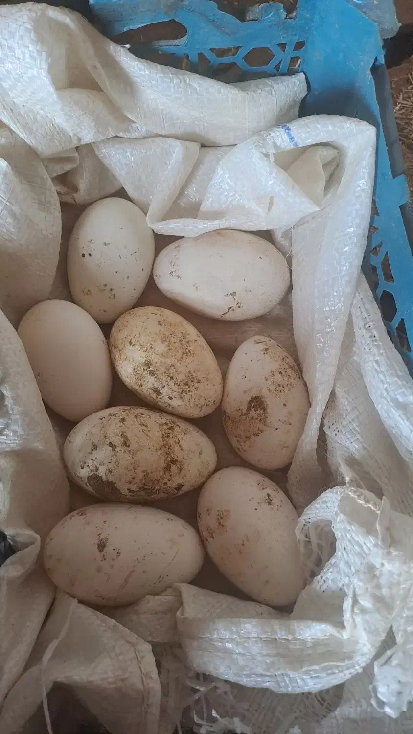 تخم غاز|حیوانات مزرعه|مینودشت, |دیوار