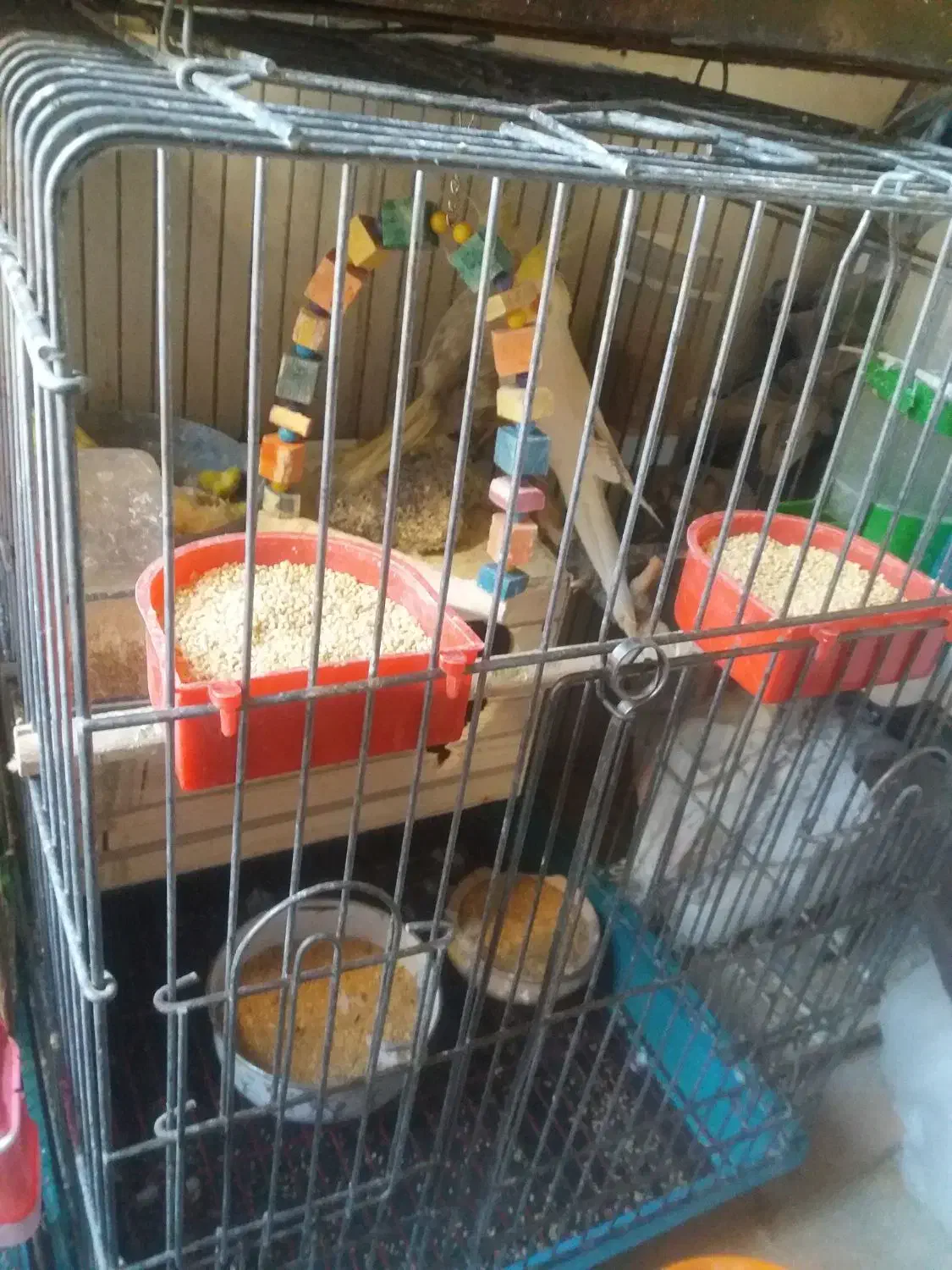 ۲عدد عروس هلندی نروماده جفت|پرنده|تهران, زرکش|دیوار