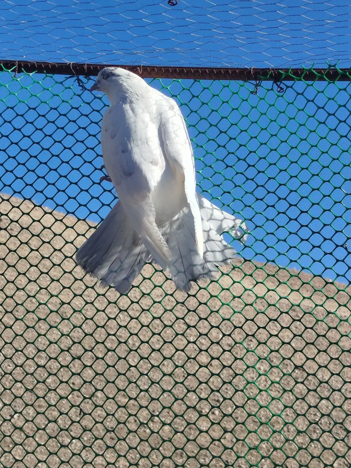 کبوتر|پرنده|ماکو, |دیوار