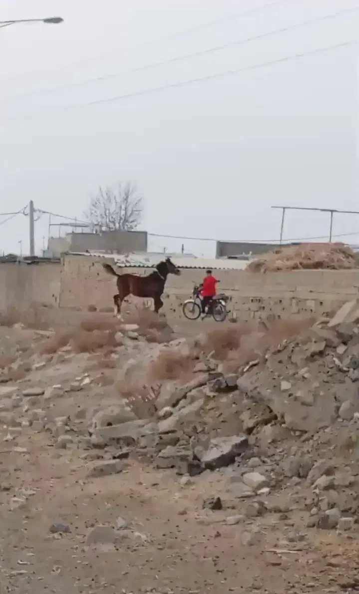 کره اسب|اسب و تجهیزات اسب‌سواری|تنکمان, |دیوار