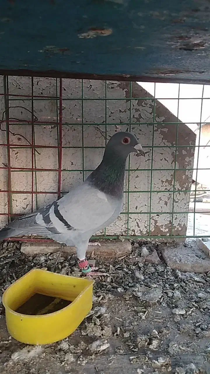 پرنده|پرنده|اسفراین, |دیوار