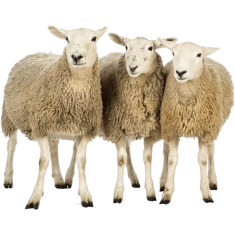 ده راس گوسفند ابستن|حیوانات مزرعه|نکا, |دیوار