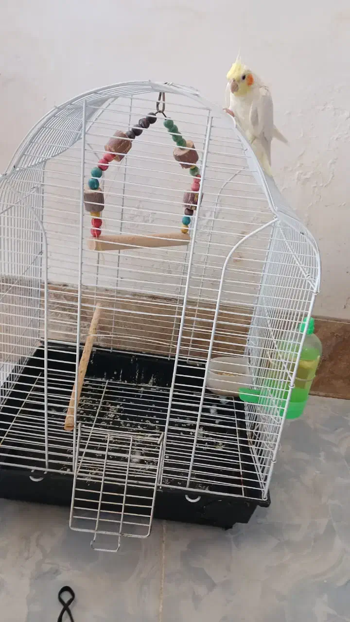 عروس هلندی|پرنده|مرودشت, رودبال|دیوار