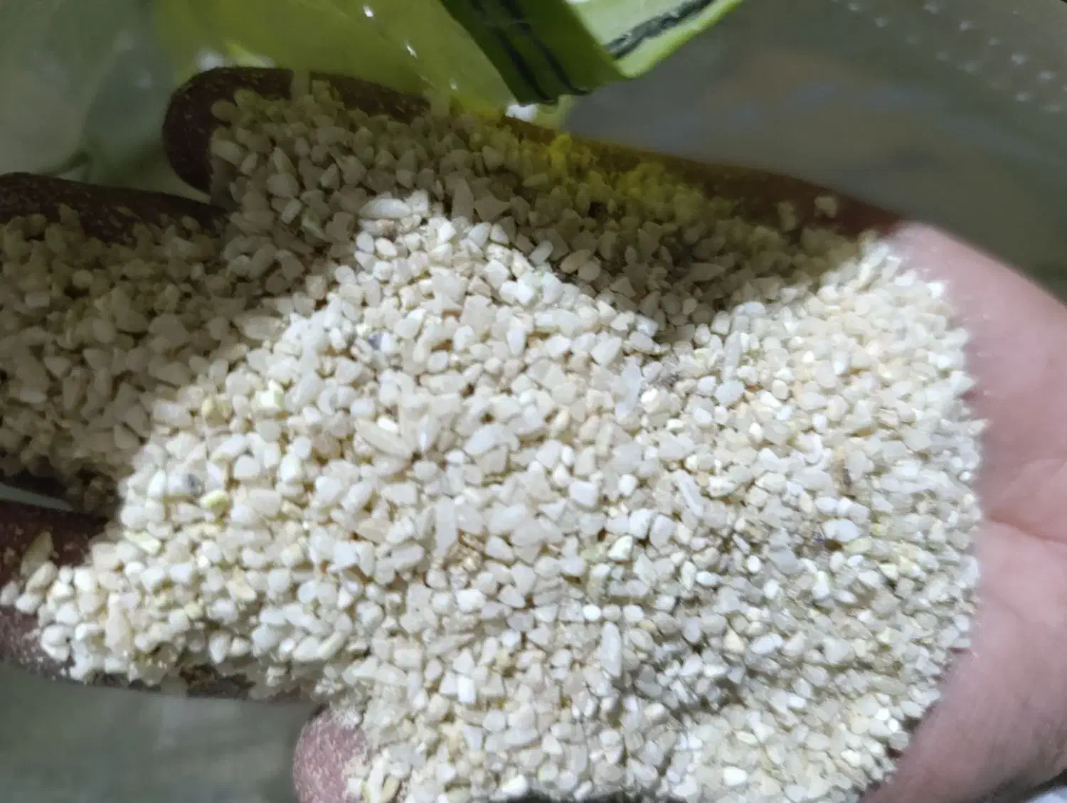 خوردبرنج|خوردنی و آشامیدنی|پادنا, |دیوار