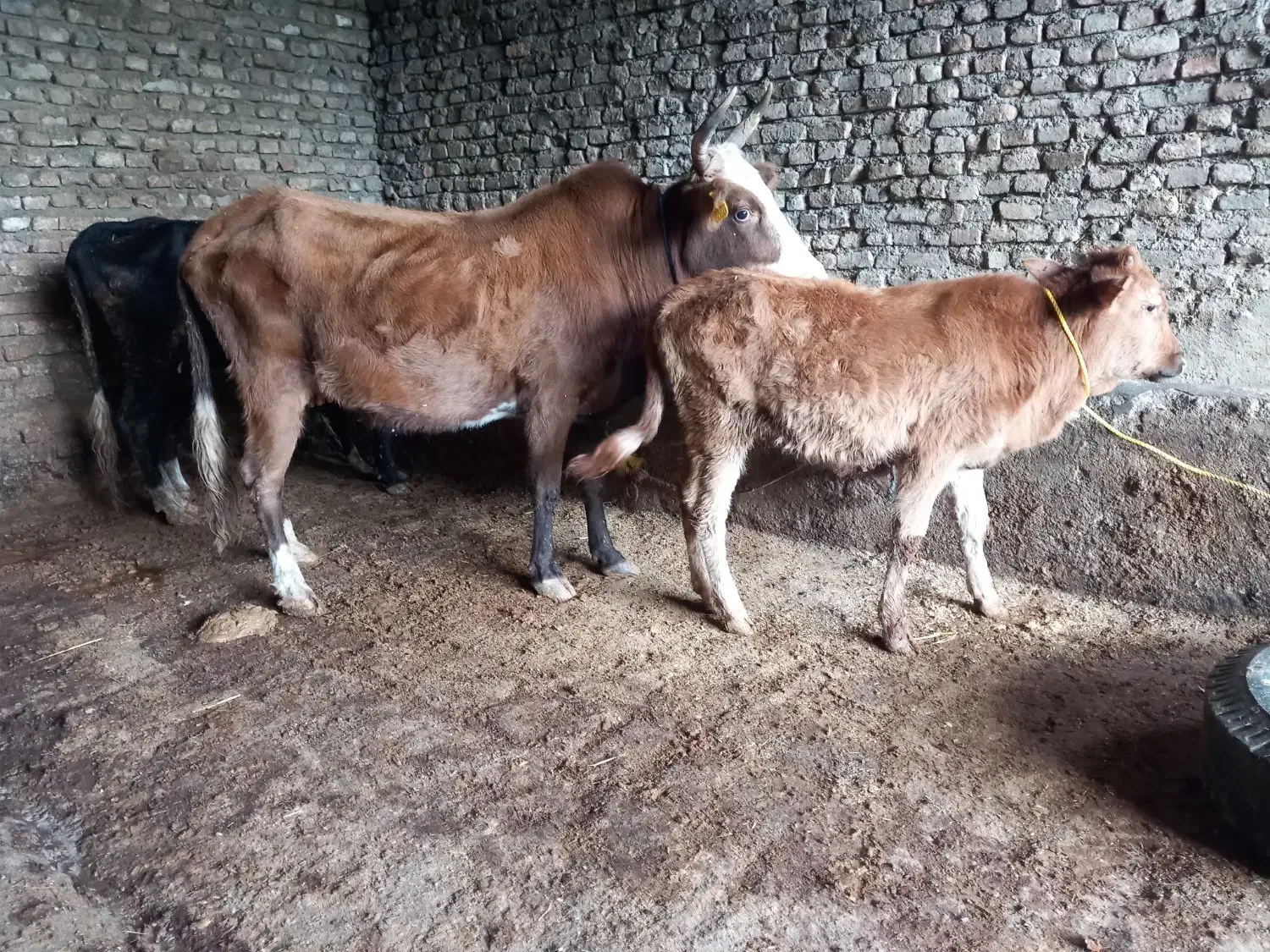 گاو|حیوانات مزرعه|گرگان, |دیوار