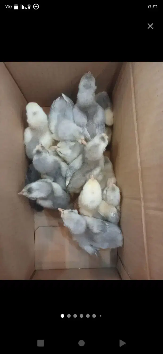 جوجه گلین توسی خوازم|حیوانات مزرعه|گچی, |دیوار