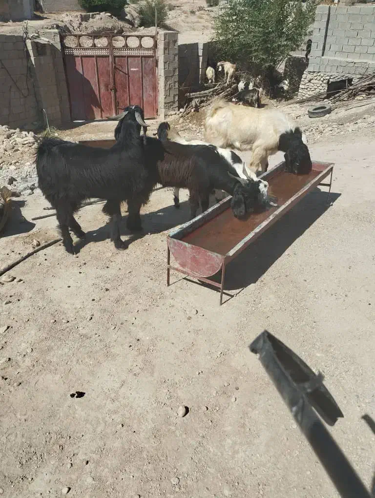 کهره نَر|حیوانات مزرعه|شبانکاره, |دیوار