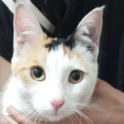 واگذاری گربه کالیکو|گربه|ورامین, خیر آباد|دیوار