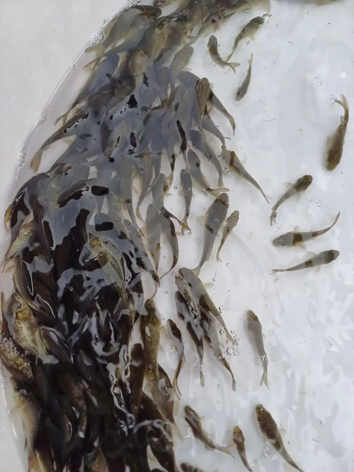 تولیدوفروش بهترین نژاد ماهیان کپور و آمور|ماهی|گرگان, |دیوار