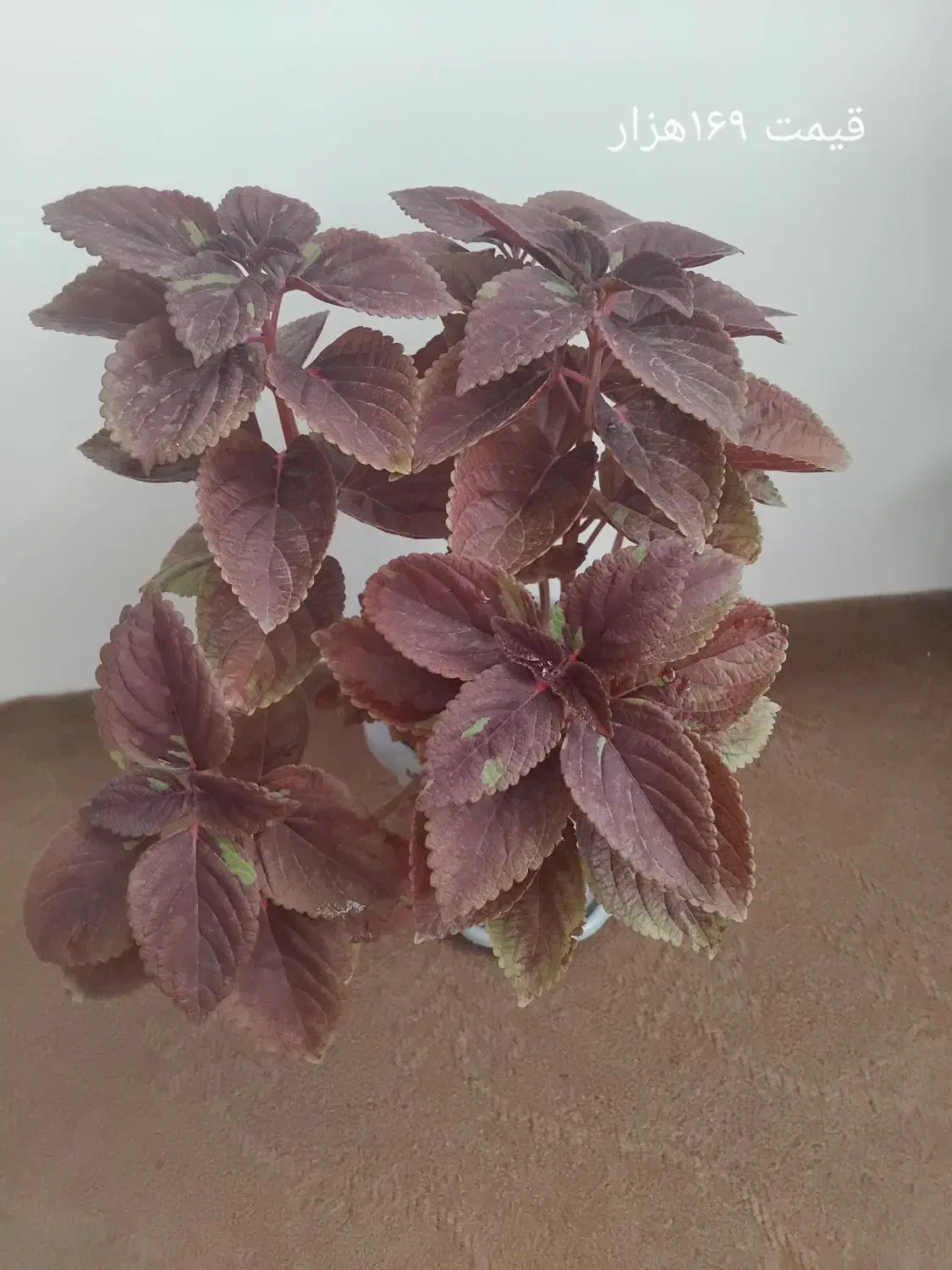 ۳‌تا‌گل‌طبیعی‌ب‌فروش‌میرسد|گل و گیاه طبیعی|سلماس, |دیوار