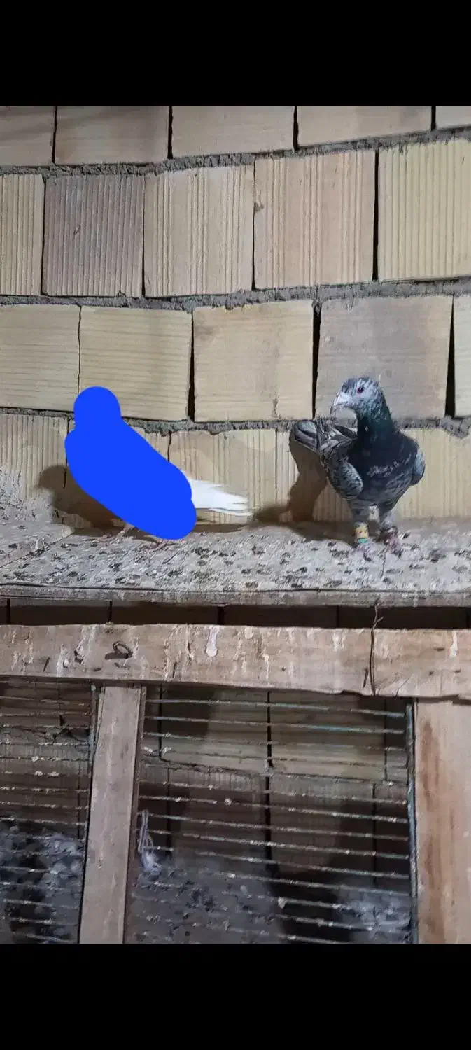 کبوتر|پرنده|شیروان (خراسان), |دیوار