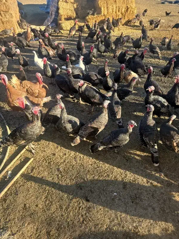 بوقلمون نر و ماده|حیوانات مزرعه|اردبیل, |دیوار