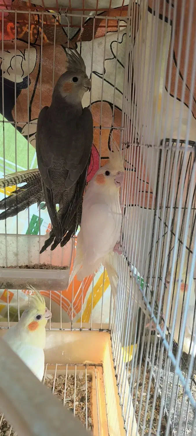 عروس هلندی|پرنده|سنگر, |دیوار