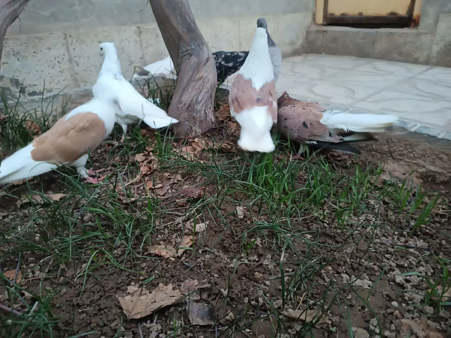 کبوتر|پرنده|اسفراین, |دیوار