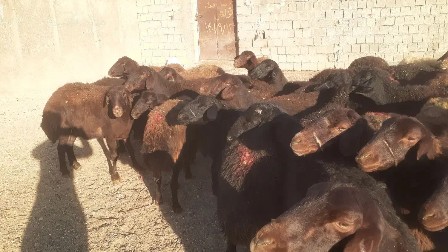فروش گوسفند|حیوانات مزرعه|شاهین دژ, |دیوار