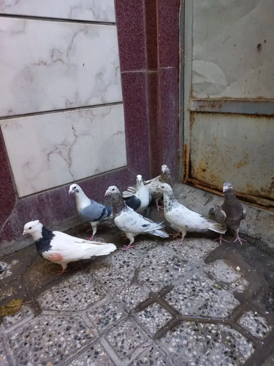 کبوترپلاکی سارسرور.پشت دار.طوقی.شامی|پرنده|خاوران, |دیوار