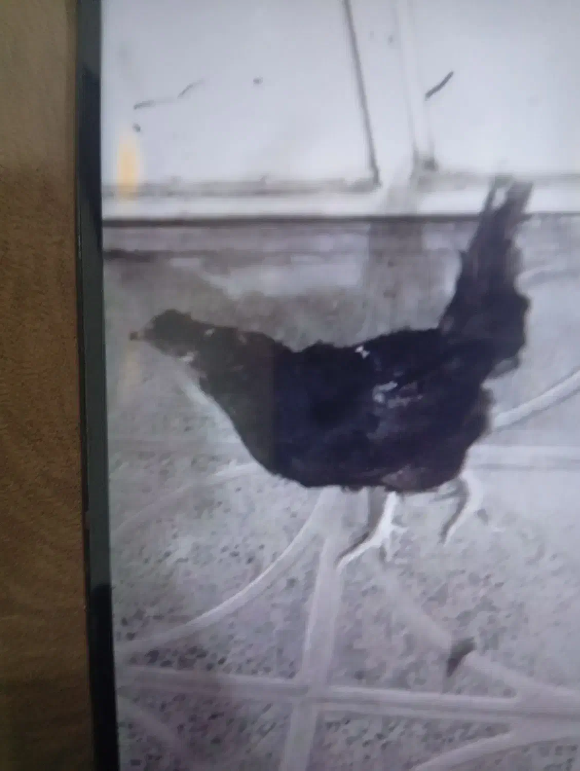 مرغ بومی|حیوانات مزرعه|جونقان, |دیوار