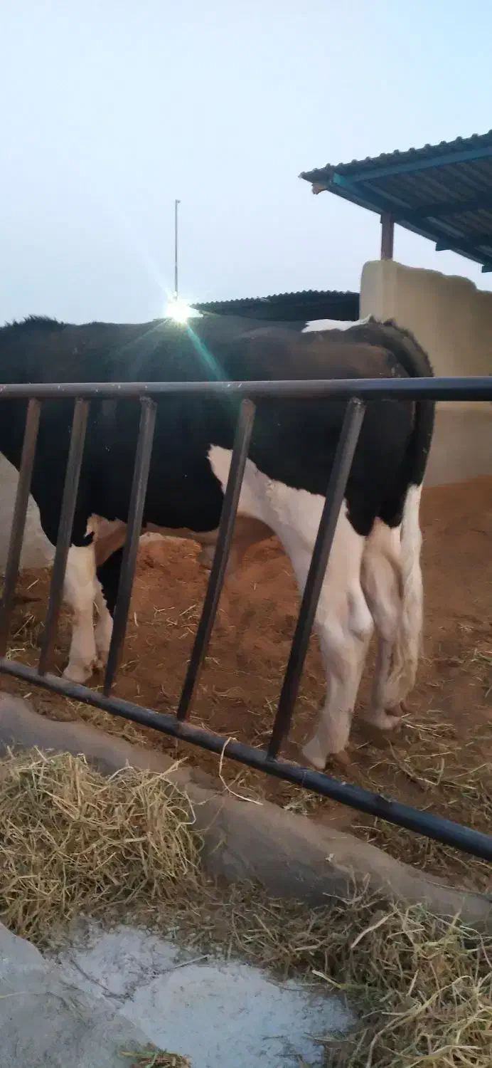 فروش نر گاو چاق وتلیسه|حیوانات مزرعه|بیرجند, |دیوار