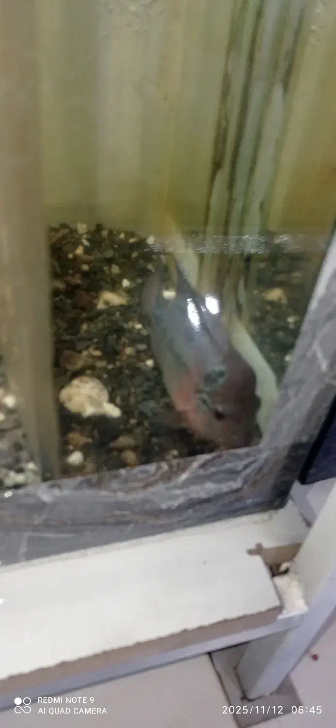 فلاور|ماهی|مشهد, شهید معقول|دیوار