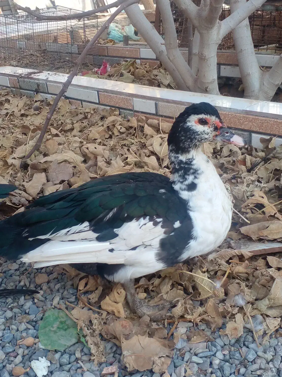 مرغابی  موسکویی بسیار ساکتو وزن گیر|حیوانات مزرعه|کاشمر, |دیوار