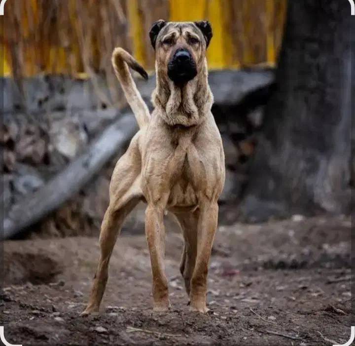 معاوضه کبوتر با سگ|سگ|کوهدشت, |دیوار