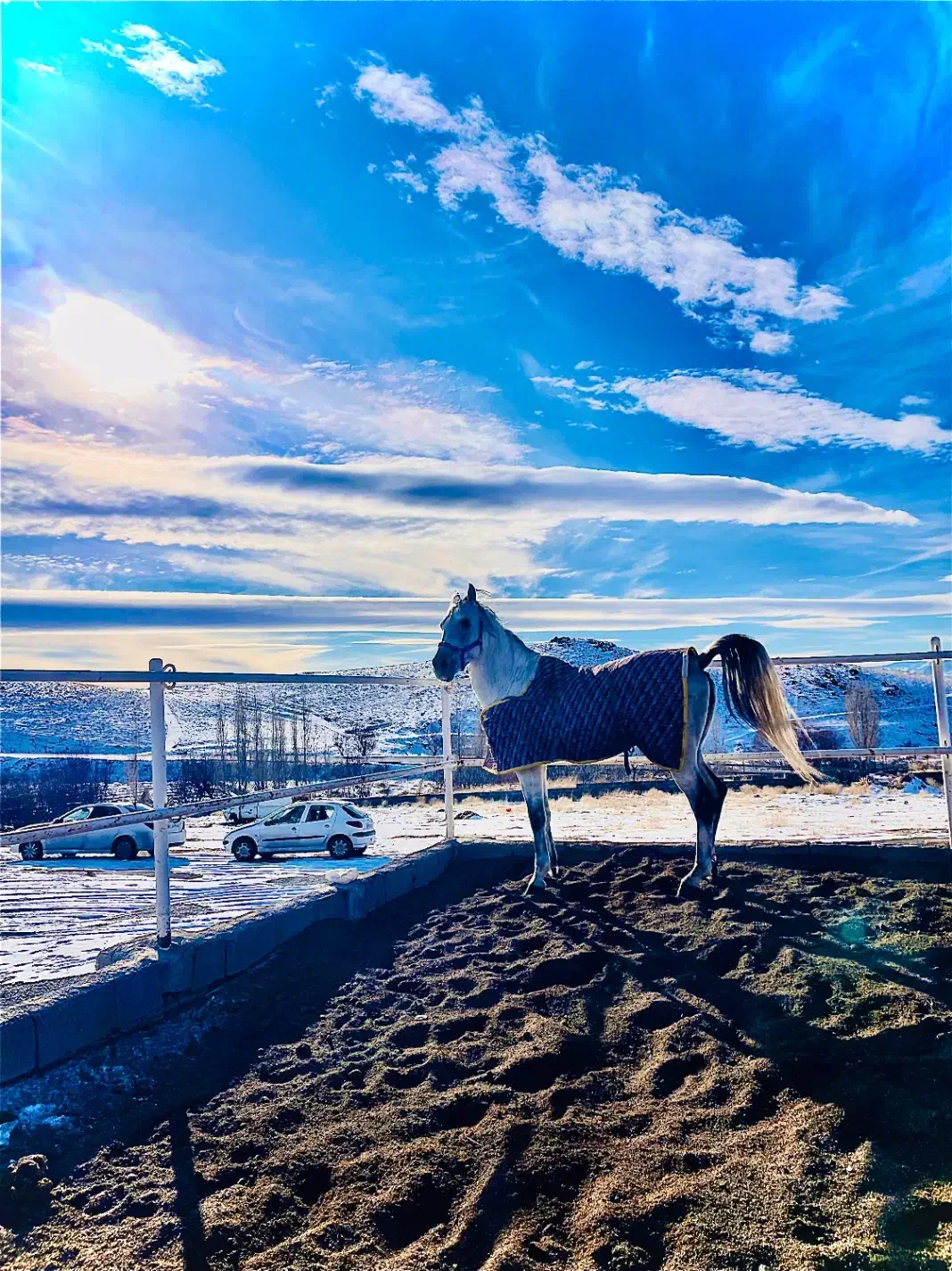 اسب کرد۷ساله|اسب و تجهیزات اسب‌سواری|زنجان, |دیوار