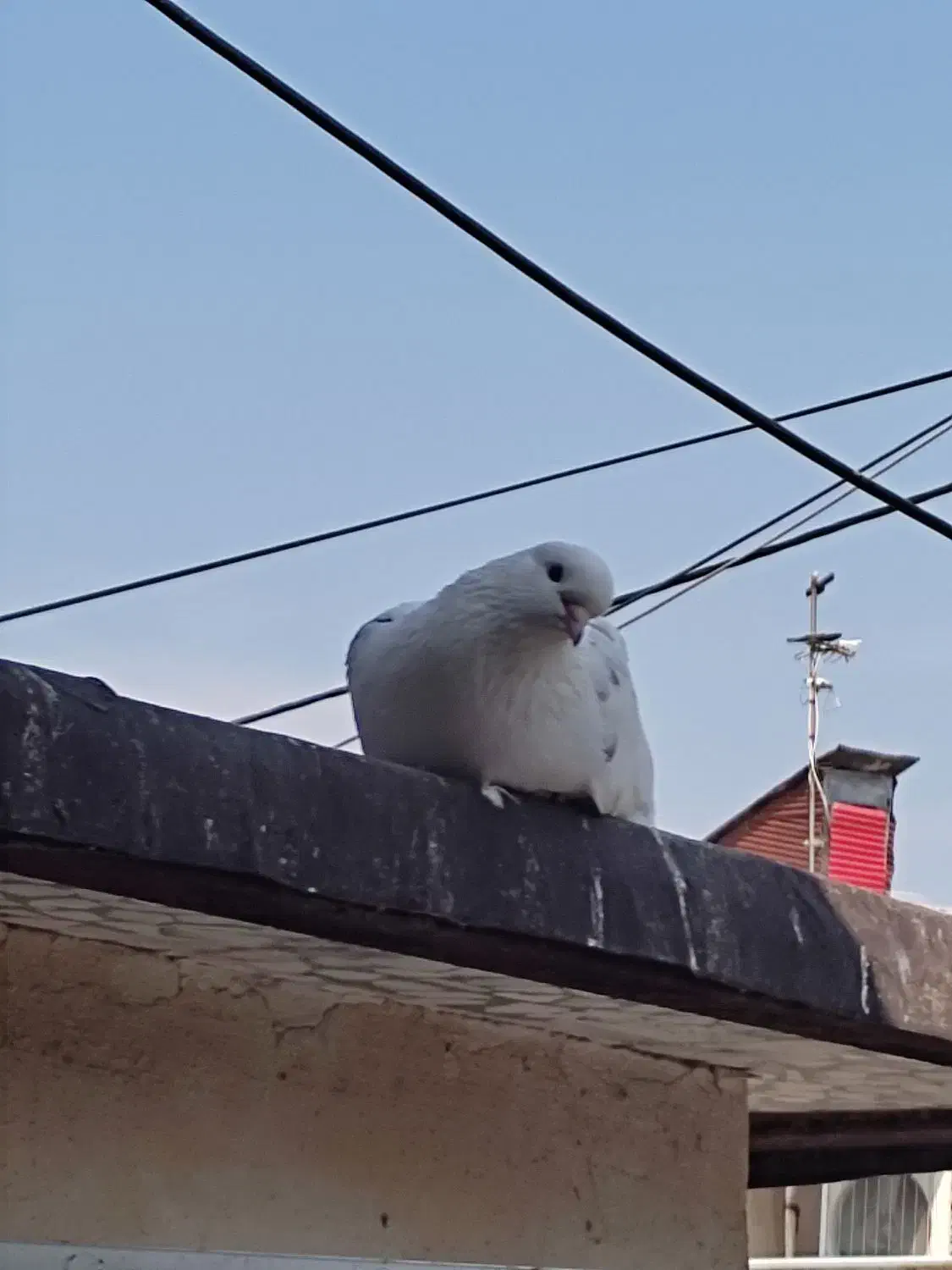 کبوتر خوشگل پرشی نشاندار جفتی|پرنده|رشت, گیل|دیوار