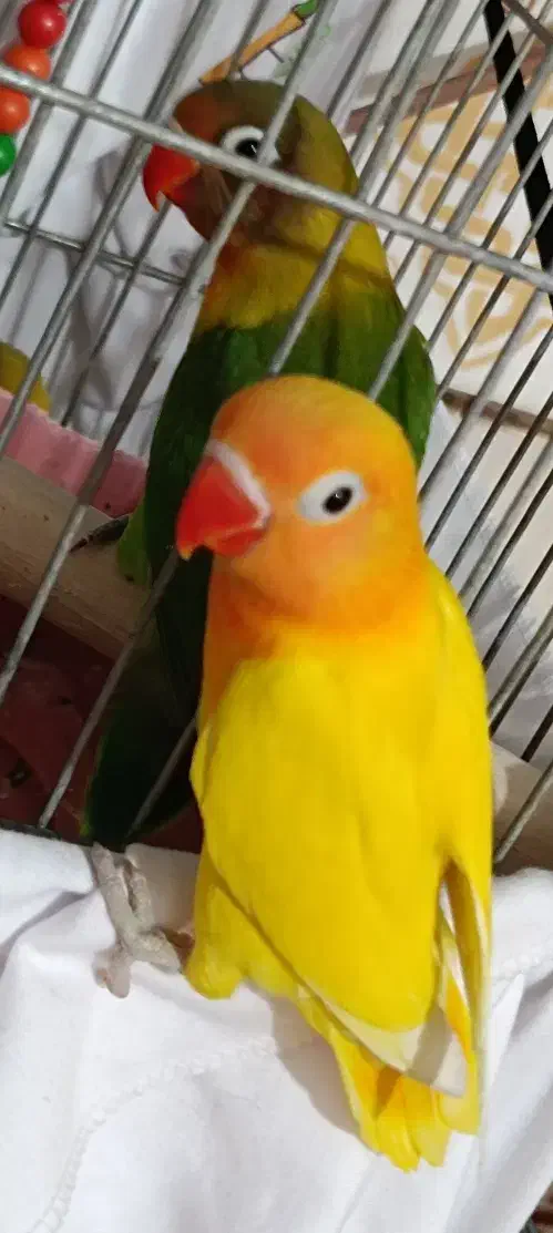 دو کوتوله زیبا بفروش میرسد|پرنده|زرند, |دیوار