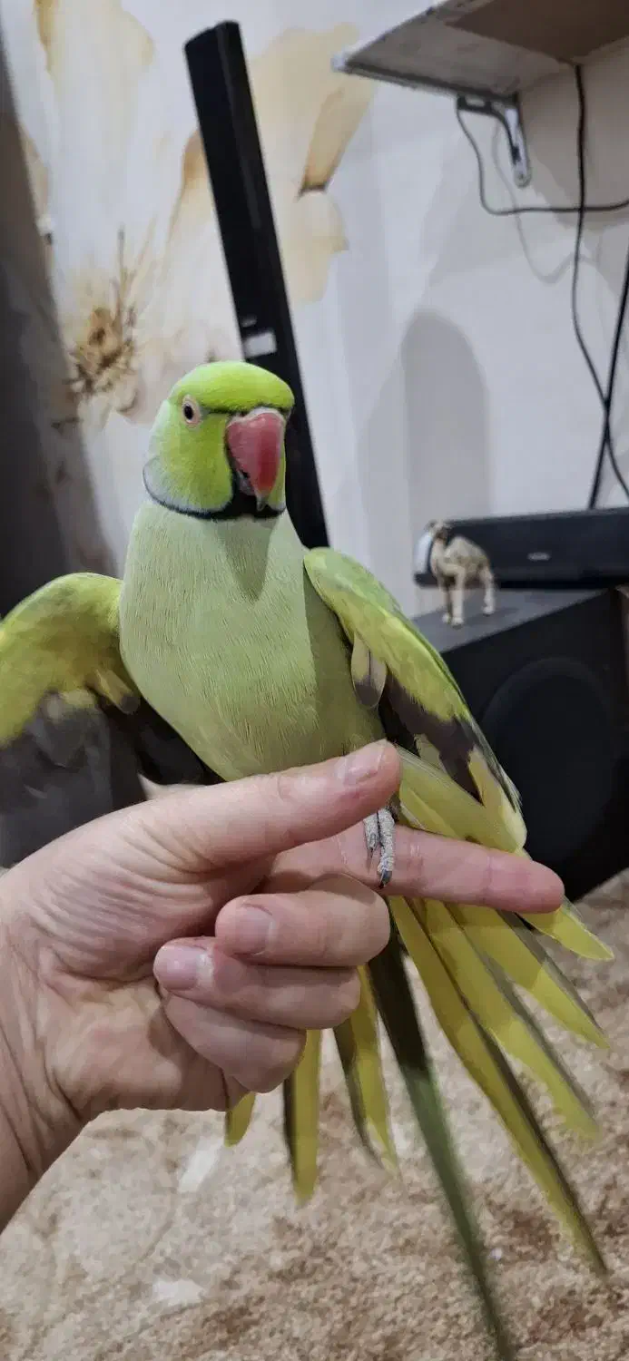 طوطی ملنگو|پرنده|سوسنگرد, |دیوار