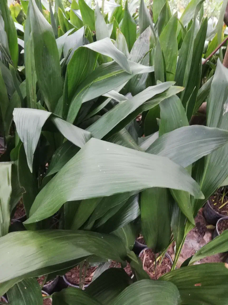 عبایی گلدانی|گل و گیاه طبیعی|بابل, |دیوار