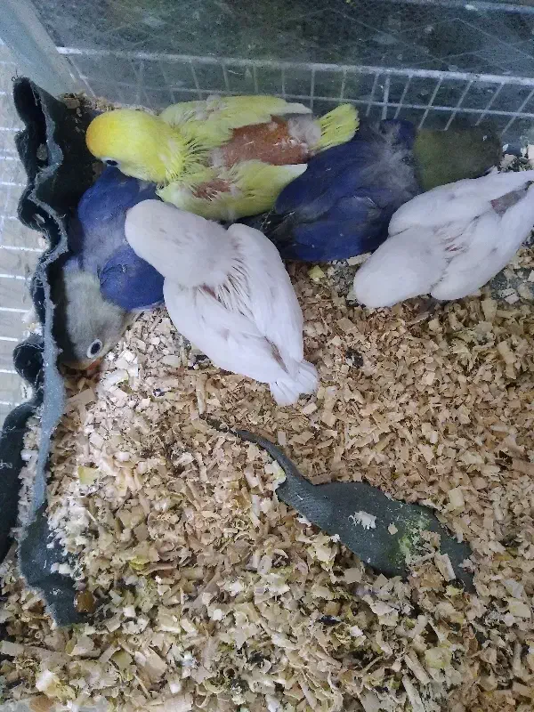 کوتوله موجود هست|پرنده|تربت جام, نظامی|دیوار