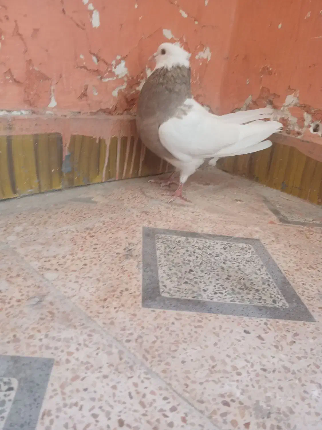 طوقی|پرنده|بهبهان, |دیوار