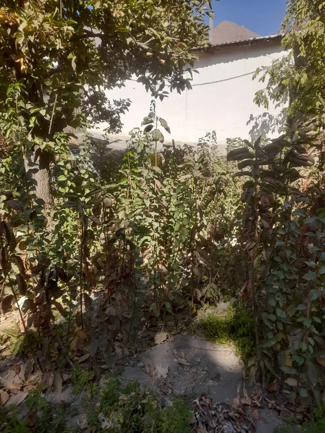 فروش نهال گیلاس تک دانه درجه ۱|خدمات باغبانی و درختکاری|لواسان, |دیوار