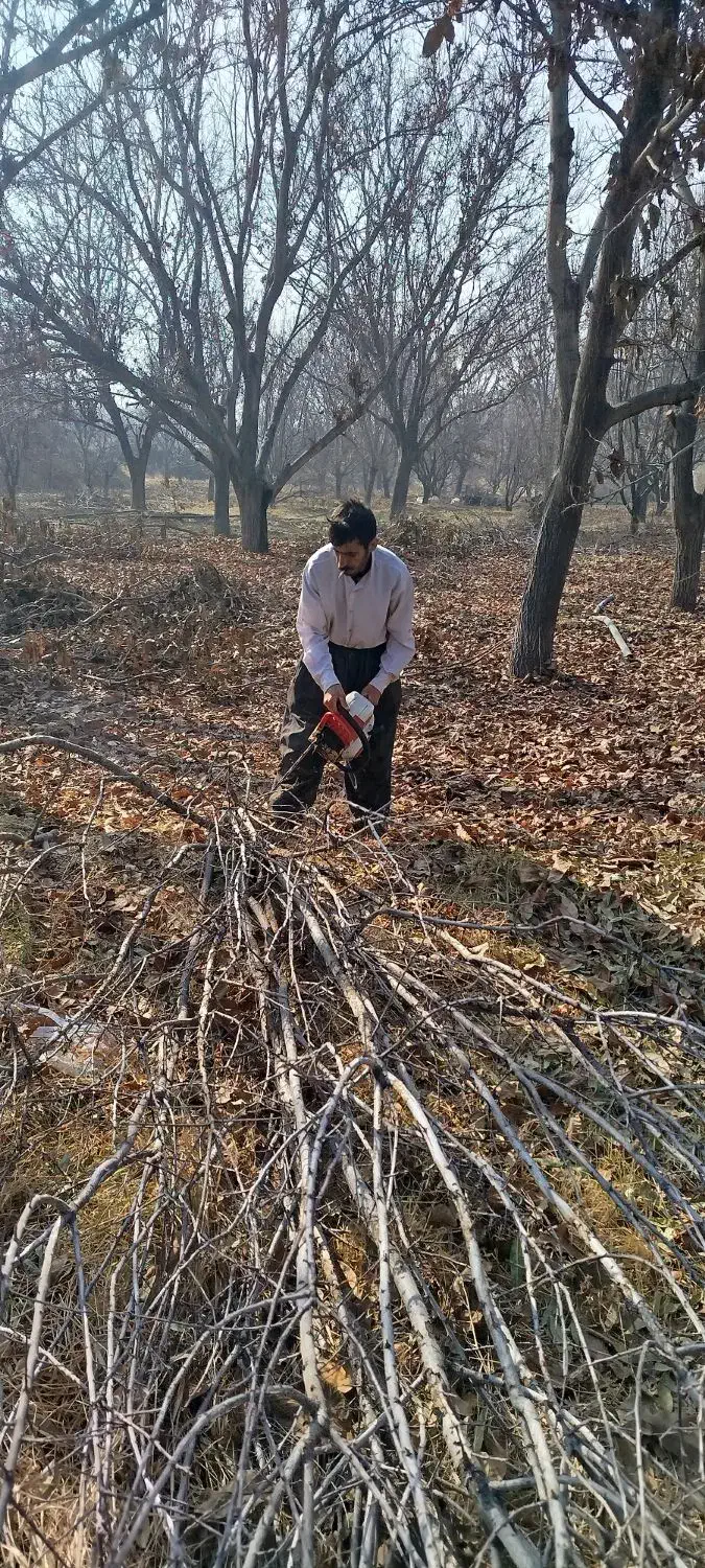 برش و خریداری چوب درختان|خدمات پیشه و مهارت|مراغه, |دیوار