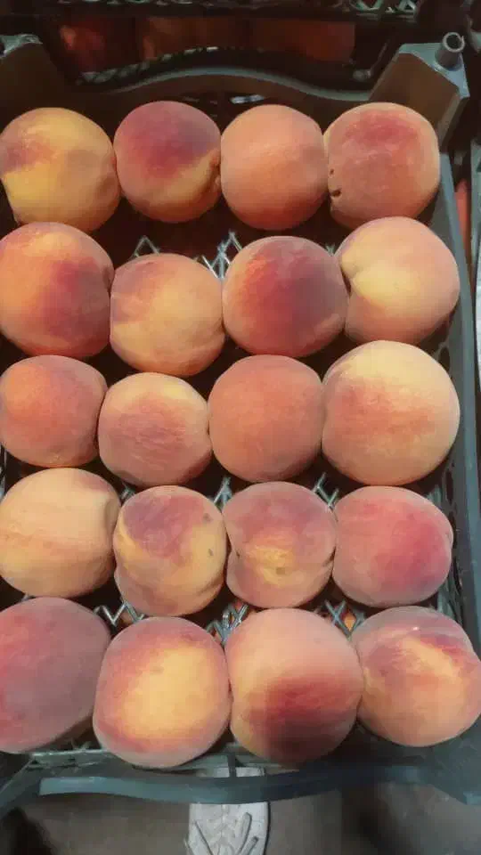 فروشنده خانم یا آقا جهت کار در مغازه میوه فروشی|استخدام بازاریابی و فروش|آذرشهر, |دیوار