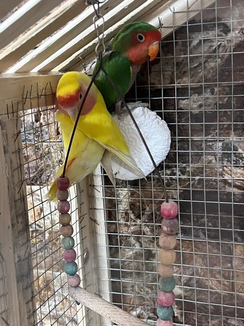 6 عدد برزیلی ،کتوله ،|پرنده|کرمان, |دیوار