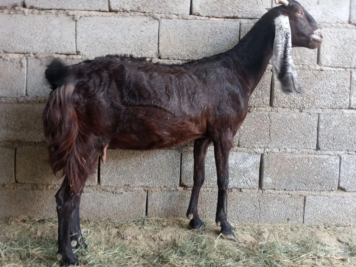 گوسفند پاکستانی|حیوانات مزرعه|جیرفت, |دیوار