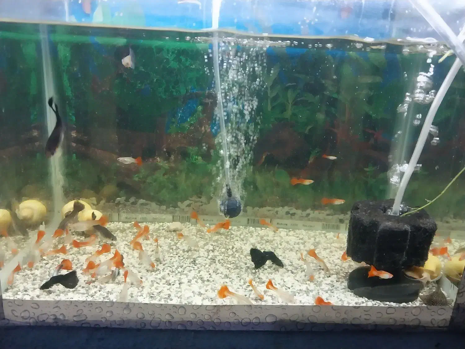 آکواریوم و کوپی|ماهی|قم, شاه ابراهیم|دیوار