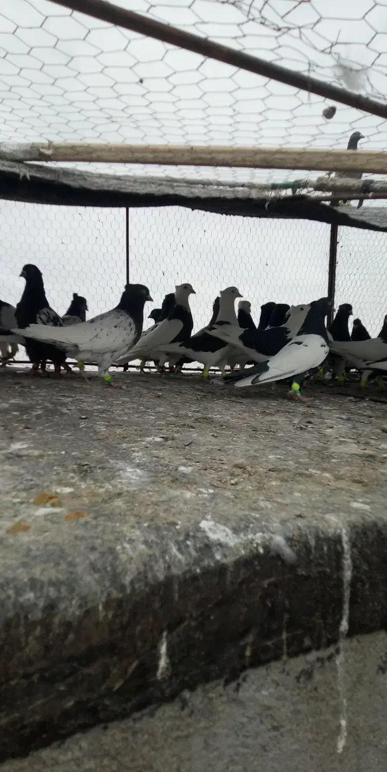 30تا کله سیاه سینه سیاه طوقی سیاه|پرنده|تربت‌حیدریه, سرمحله|دیوار