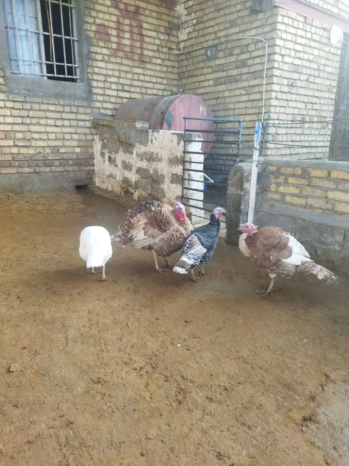 چهار عدد بوقلمو دوتا نر دوتا ماده|حیوانات مزرعه|ماهیدشت, |دیوار