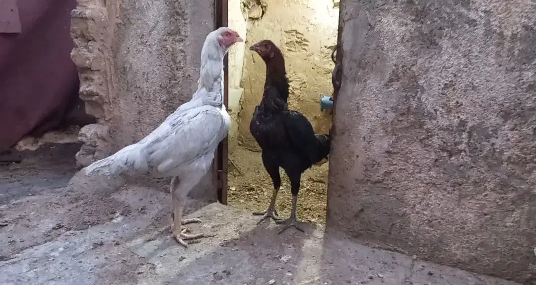 تخم نطفه دار لاری|حیوانات مزرعه|مشهد, عباس‌آباد|دیوار